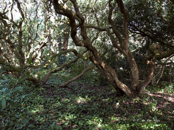 Bois des Moutiers (15) mars 2012